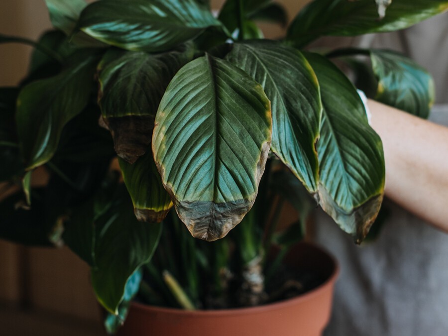 feuilles-de-ma-plante-flétrissent-et-sèchent-alors-que-le-terreau-reste-humide.jpg