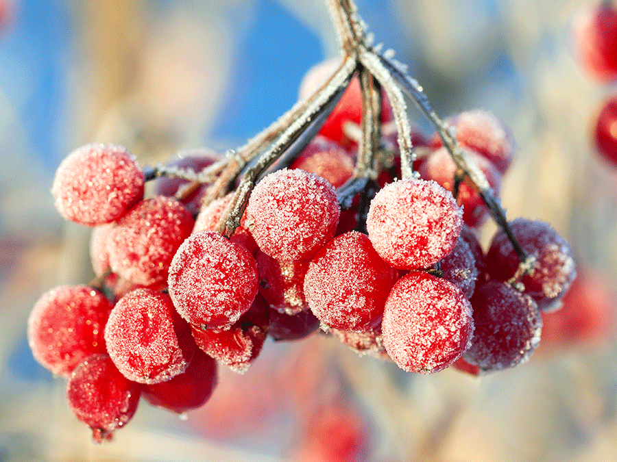 Pourquoi et comment les plantes résistent mieux au froid ?